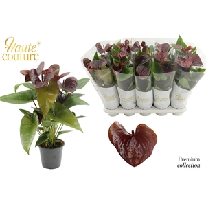 Anthurium 12 cm Essencia in Haute Couture sleeve