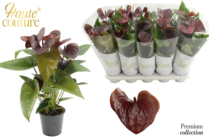 <h4>Anthurium 12 cm Essencia in Haute Couture sleeve</h4>