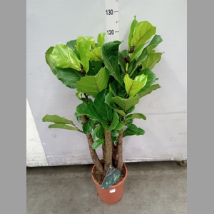 Ficus lyrata