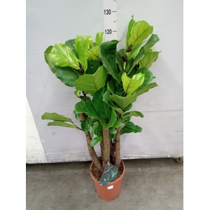 Ficus lyrata