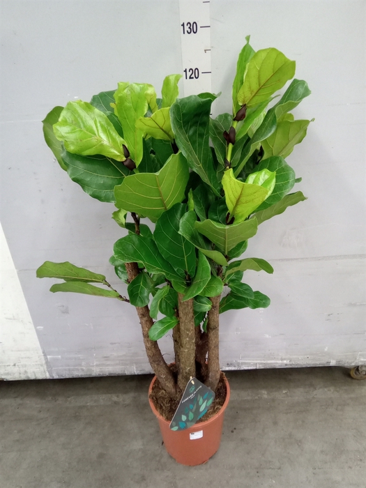 <h4>Ficus lyrata</h4>