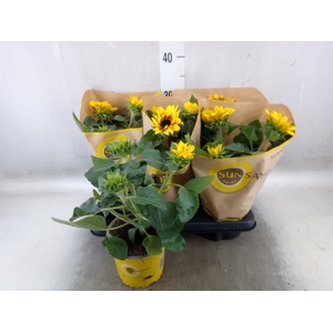 Helianthus an. 'Sunsation Flame'
