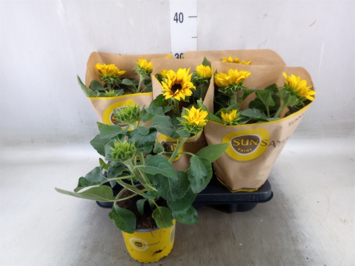 <h4>Helianthus an. 'Sunsation Flame'</h4>