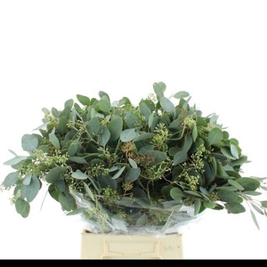 EUC POLYAN FRUI P BS