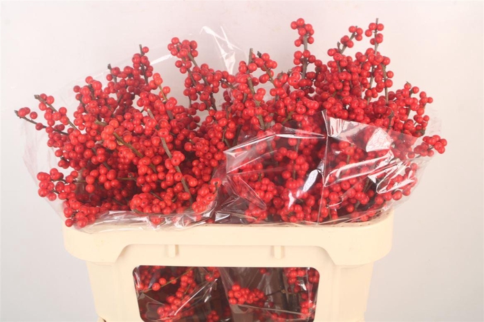 <h4>Ilex Verticilata Red</h4>