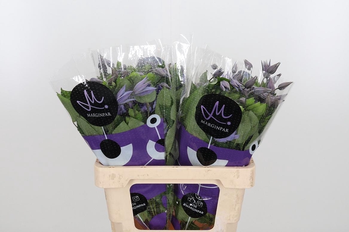 <h4>Clem Amazing Sofia</h4>