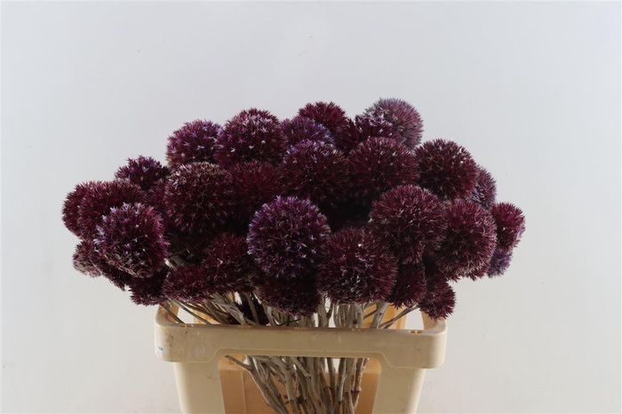 Eryngium Red 60cm Spray Per Tak