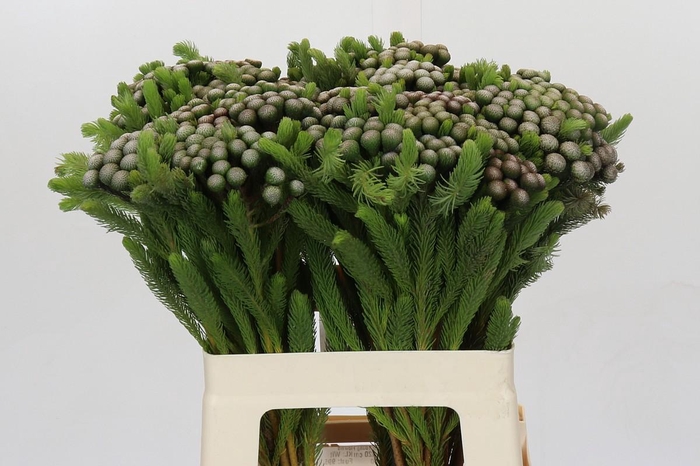 <h4>Kaaps Groen Albiflora</h4>