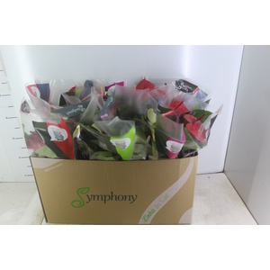 ANTHURIUM VARIADO P15