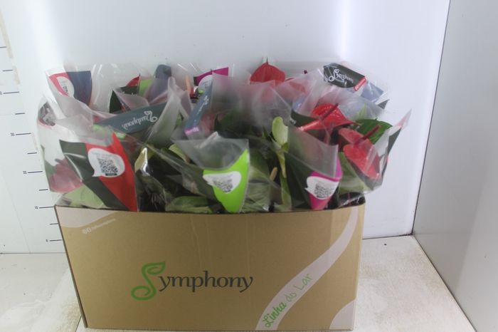 <h4>ANTHURIUM VARIADO P15</h4>