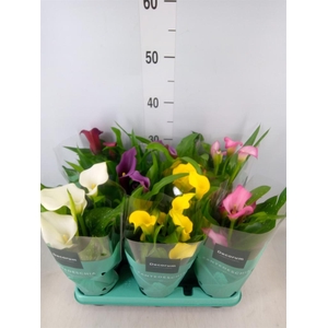 Zantedeschia   ...mix