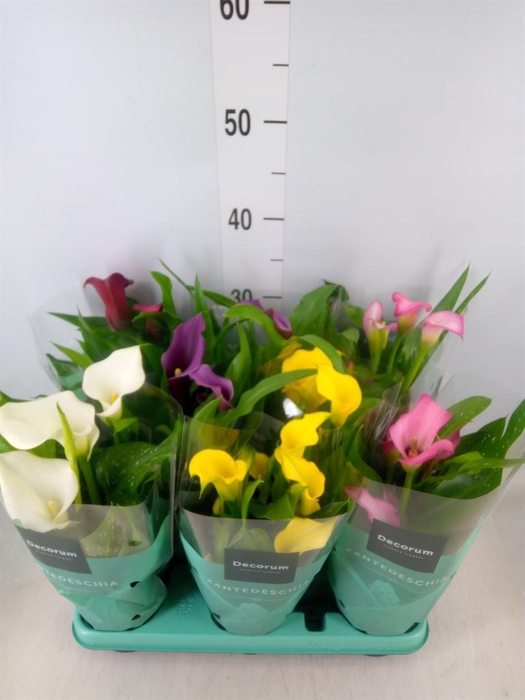 <h4>Zantedeschia   ...mix</h4>