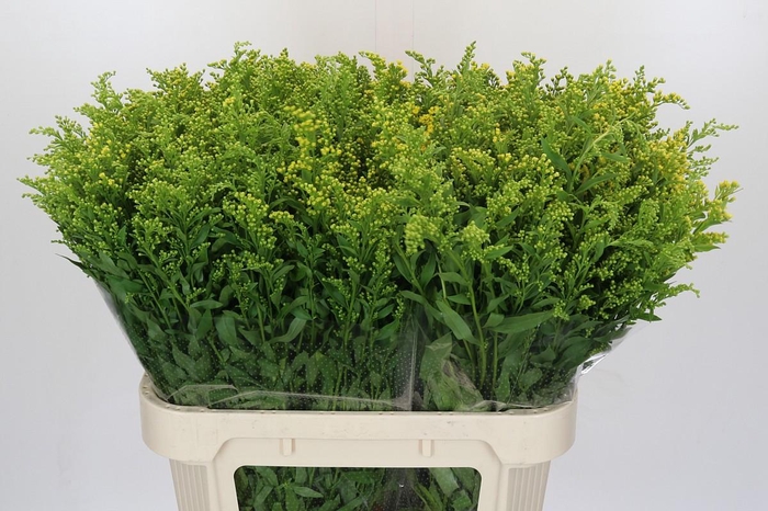 <h4>Solidago Golden Glory</h4>