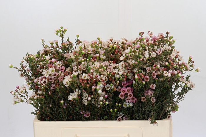 <h4>Chamelaucium Ella</h4>