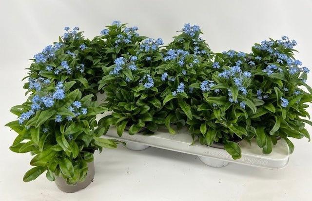 <h4>MYOS SY MON AMIE</h4>