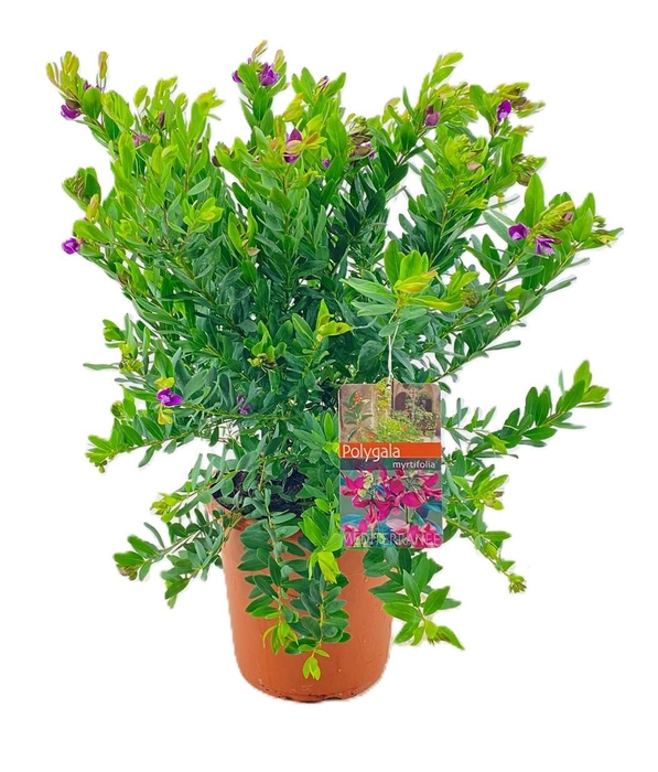 <h4>Polygala myrtifolia</h4>