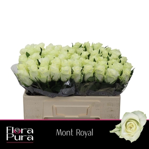 Rosa a grande fleur Mont Royal
