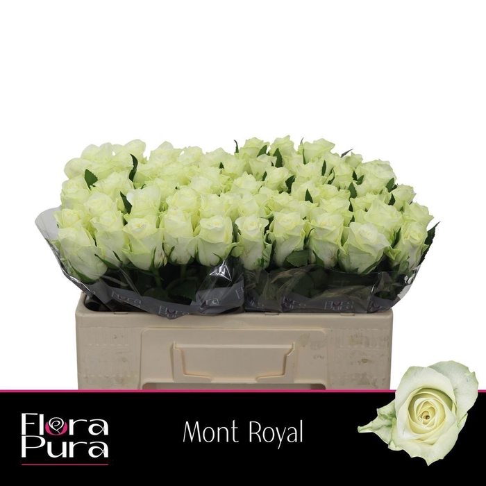 <h4>Rosa a grande fleur Mont Royal</h4>