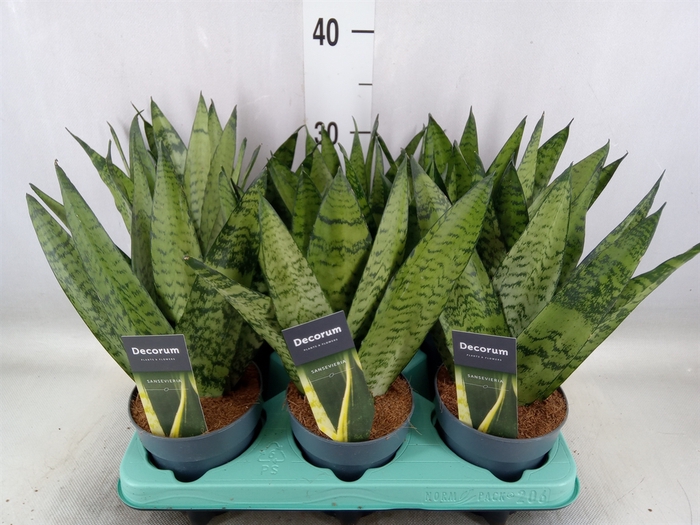 <h4>Sansevieria zeylanica</h4>