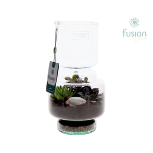 Green Bottle Lotte Medium met Succulenten