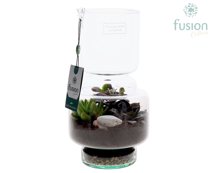 <h4>Green Bottle Lotte Medium met Succulenten</h4>