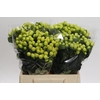 Hypericum Smiley Romance