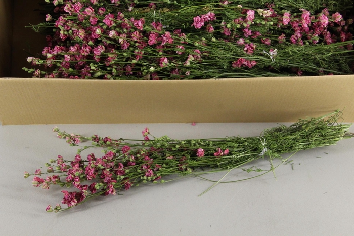 <h4>DF Delphinium Pink Bs 55g</h4>