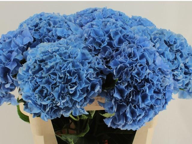 <h4>HYDR M ROYAL PARADE</h4>