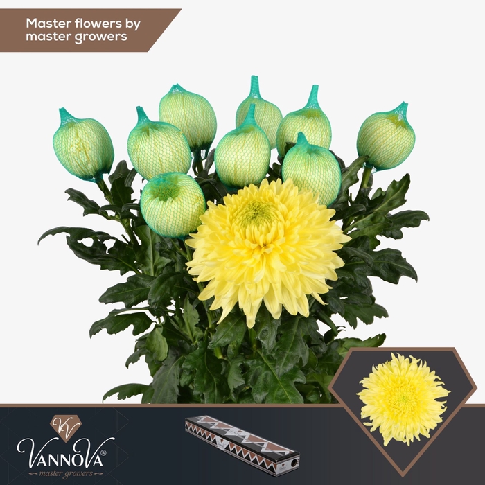 <h4>Chrysanthemum PL 'Magnum Yellow'</h4>