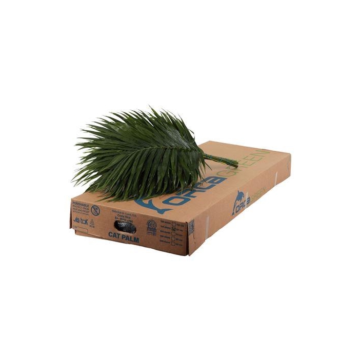 <h4>CATPALM 80 CM ORCA</h4>