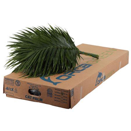 <h4>CATPALM ORCA</h4>