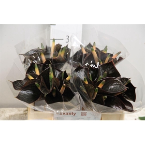 Anth Black Love 40 L35
