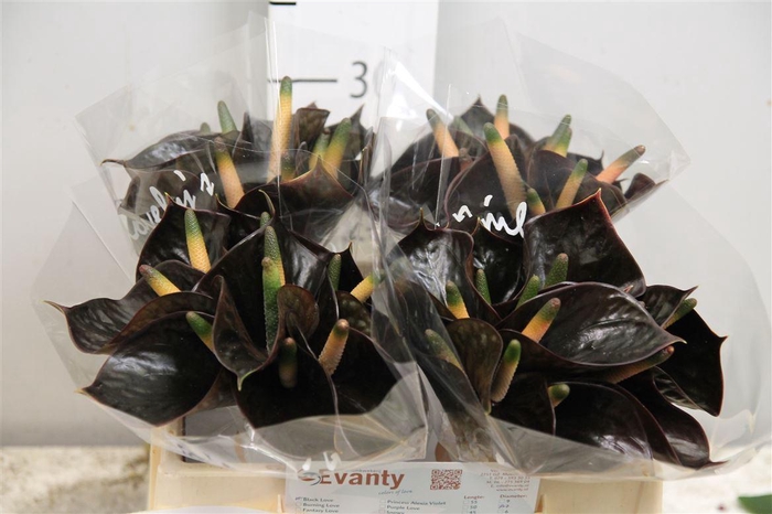 <h4>Anth Black Love 40 L35</h4>