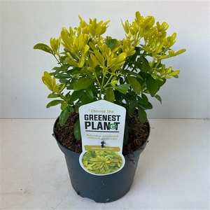 Choisya ternata ‘Brica’ (Lich)