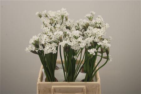 <h4>Allium Flocon</h4>