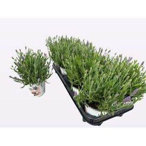 <h4>LAVAN ANGUSTIFOLIA</h4>