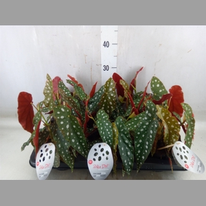 Begonia maculata