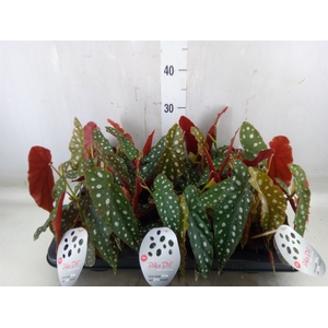 Begonia maculata