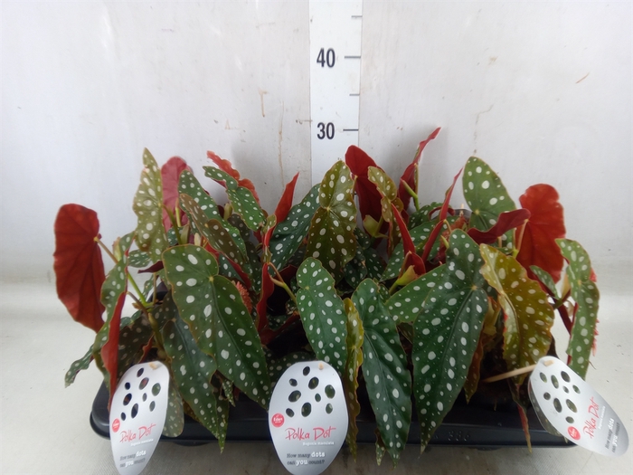 <h4>Begonia maculata</h4>