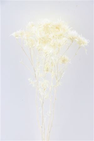 <h4>DRIED CARDI STELLA BLEACHED BUNCH P</h4>