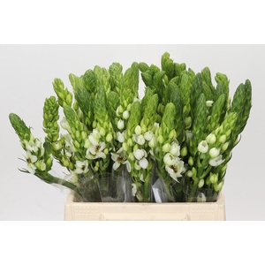 Ornithogalum thyrsoides Milky Way