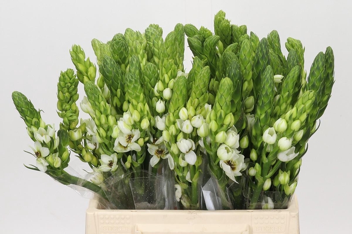 <h4>Ornithogalum thyrsoides Milky Way</h4>