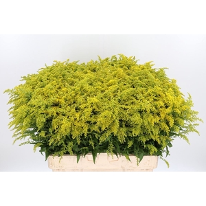 Solidago Tara