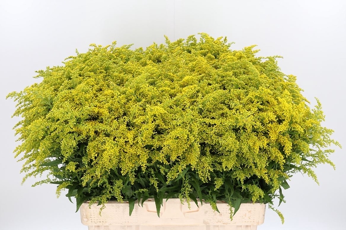 Solidago Tara