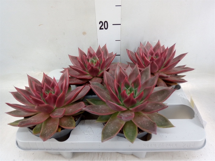 <h4>Echeveria   ...</h4>