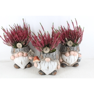 arr4 Outdoor PL - Ker. trol XL calluna