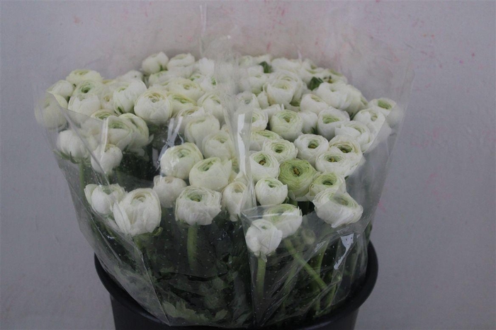 <h4>Ran Elegance White</h4>