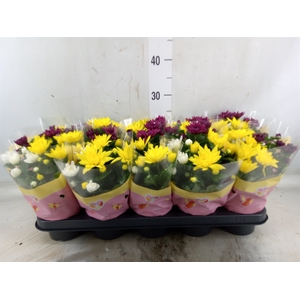 Chrysanthemum   ..mix/pot