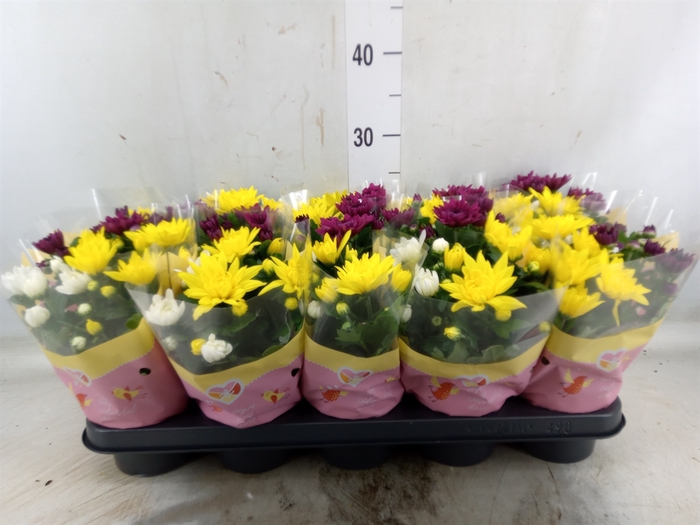 <h4>Chrysanthemum   ..mix/pot</h4>