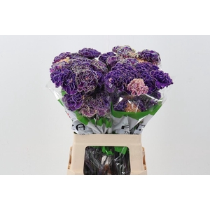 Di St Tinted PurplePower